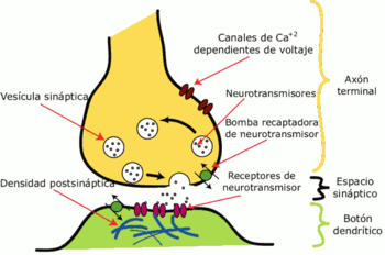 ESTRUCTURA Y FUNCI&Oacute;N DEL SISTEMA NERVIOSO (SN).